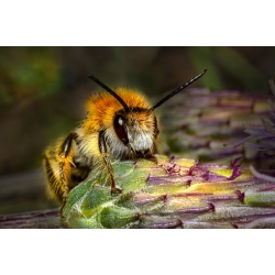 Apigen Royal - pszczoła