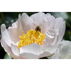 Apigen Royal - pszczoła
